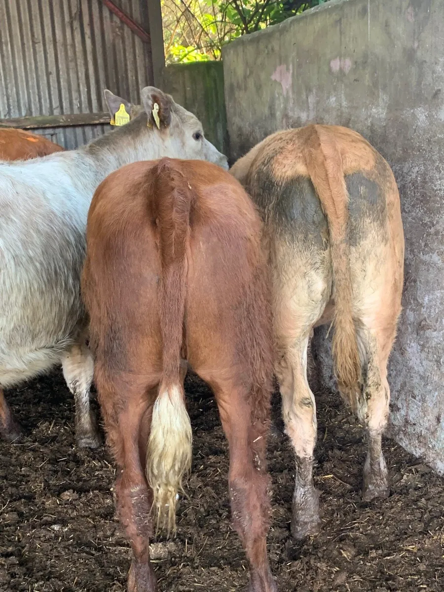 5 Lovely Quality LMX Heifers for sale - Image 3
