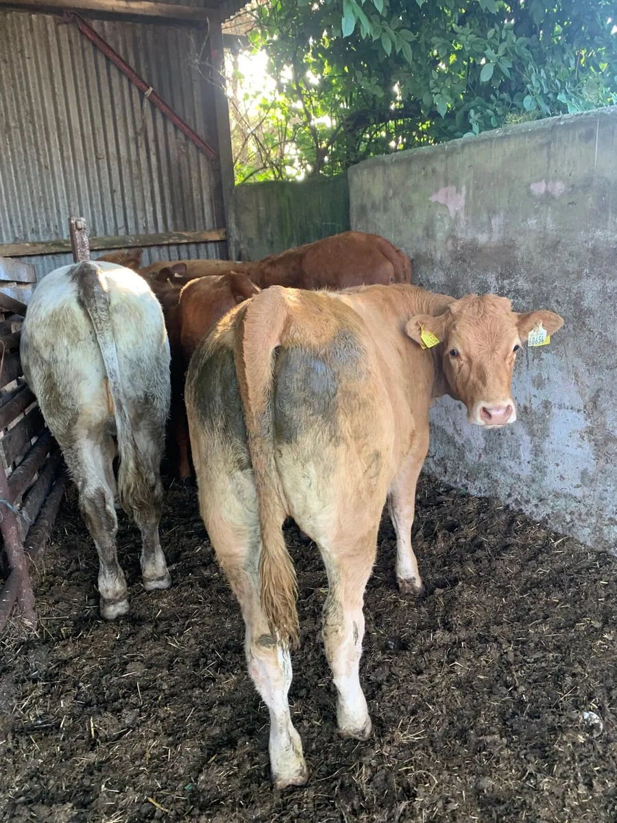 5 Lovely Quality LMX Heifers for sale - Image 4