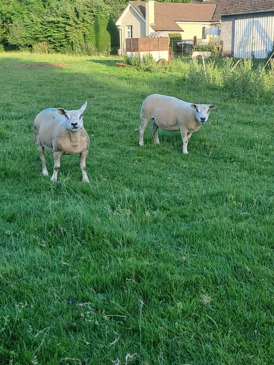 PB Texel Hoggets - Image 1