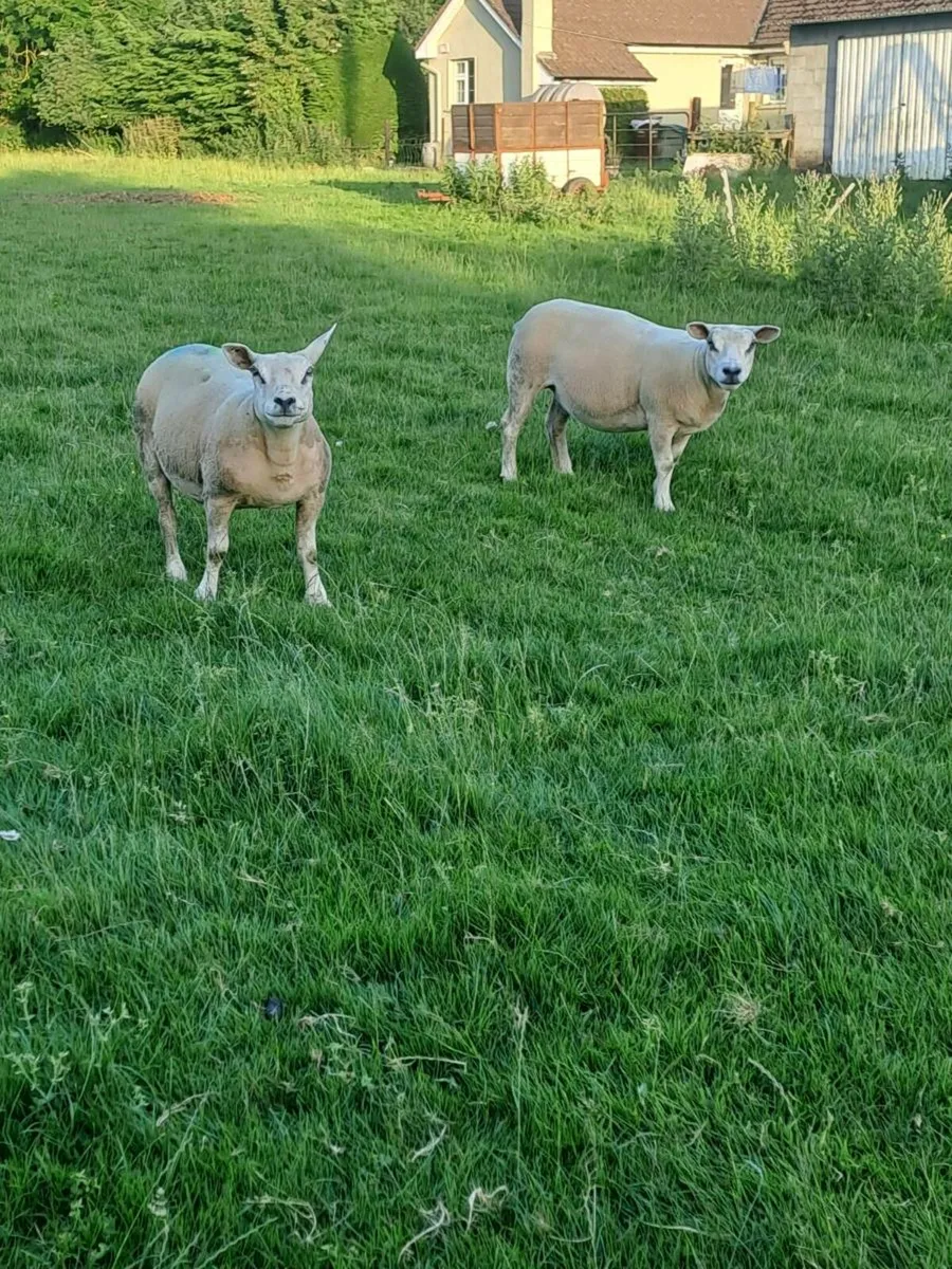 PB Texel Hoggets - Image 2