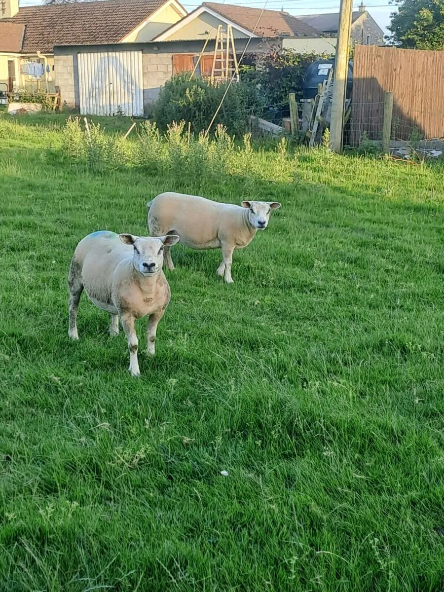 PB Texel Hoggets - Image 3