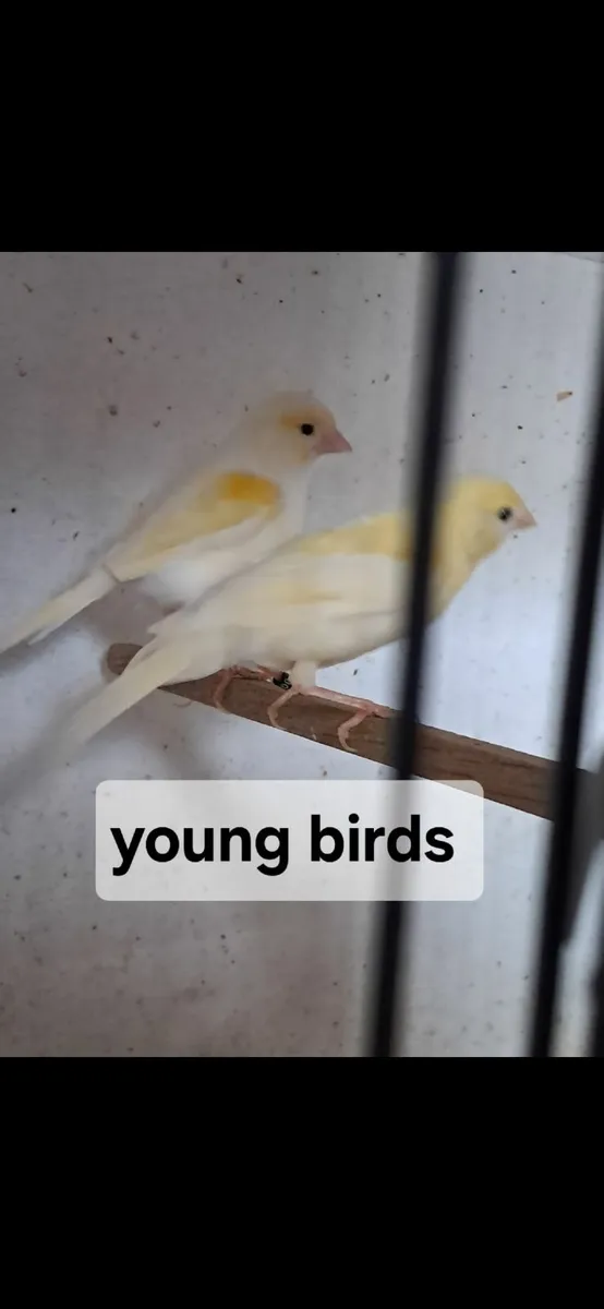 Doves and canarys - Image 2