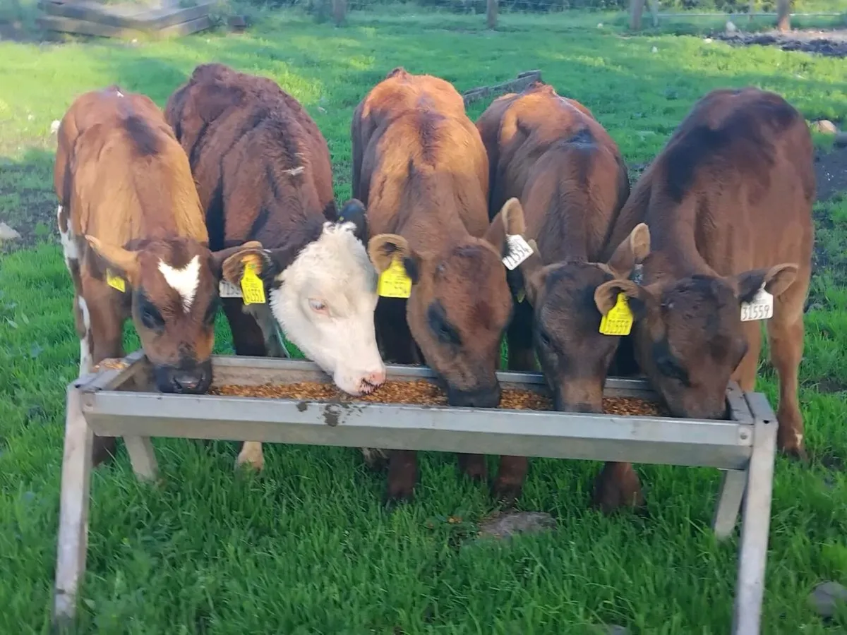 5 Reared Calves - Image 2