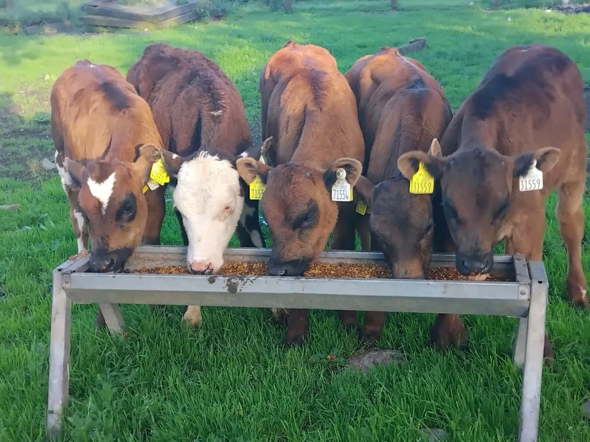 5 Reared Calves - Image 1