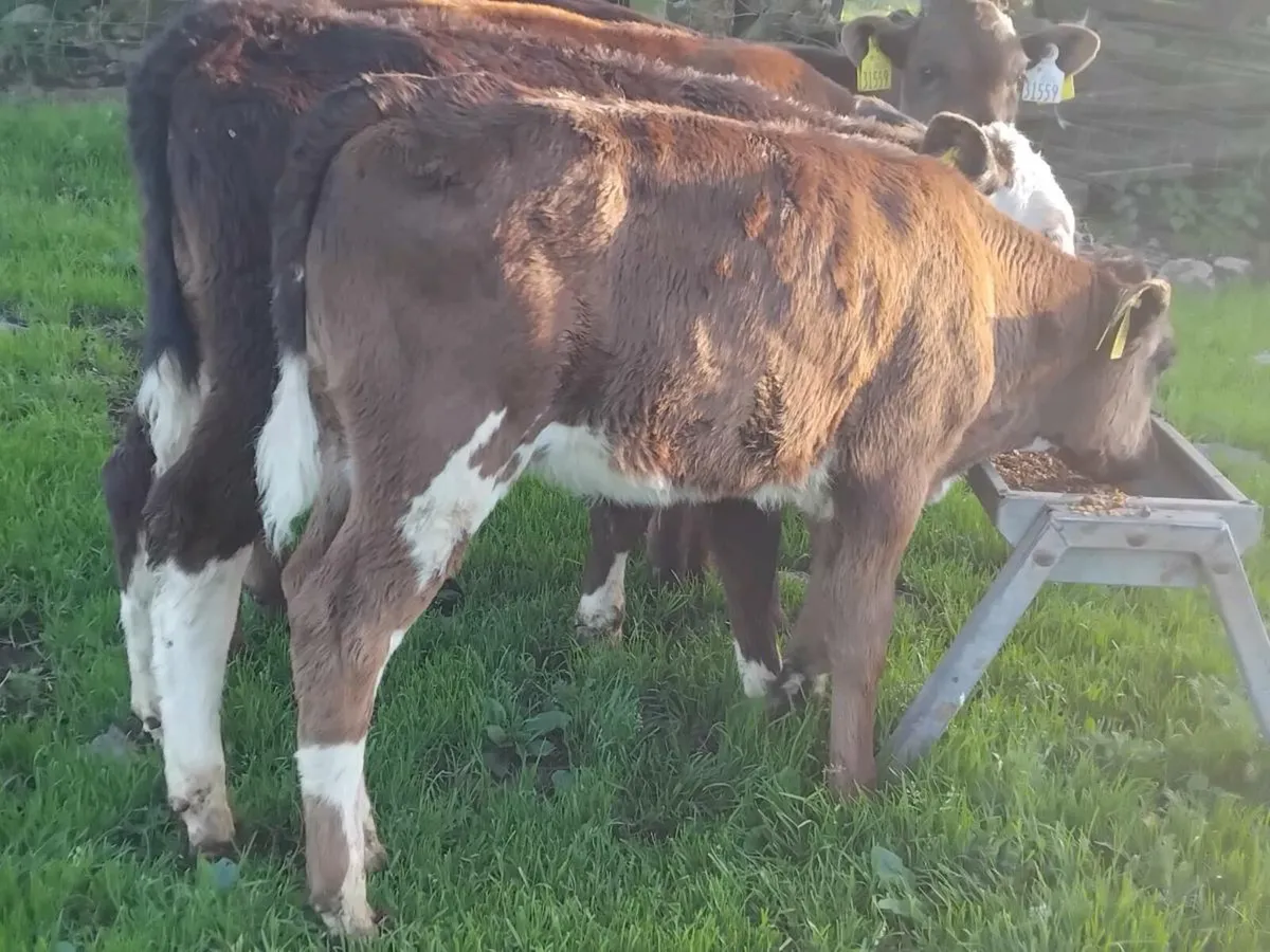 5 Reared Calves - Image 3