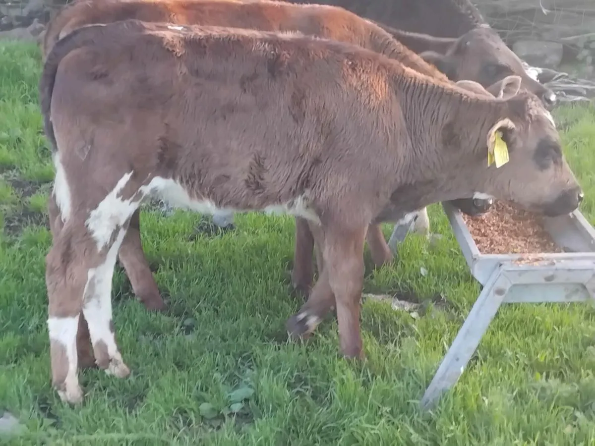 5 Reared Calves - Image 4