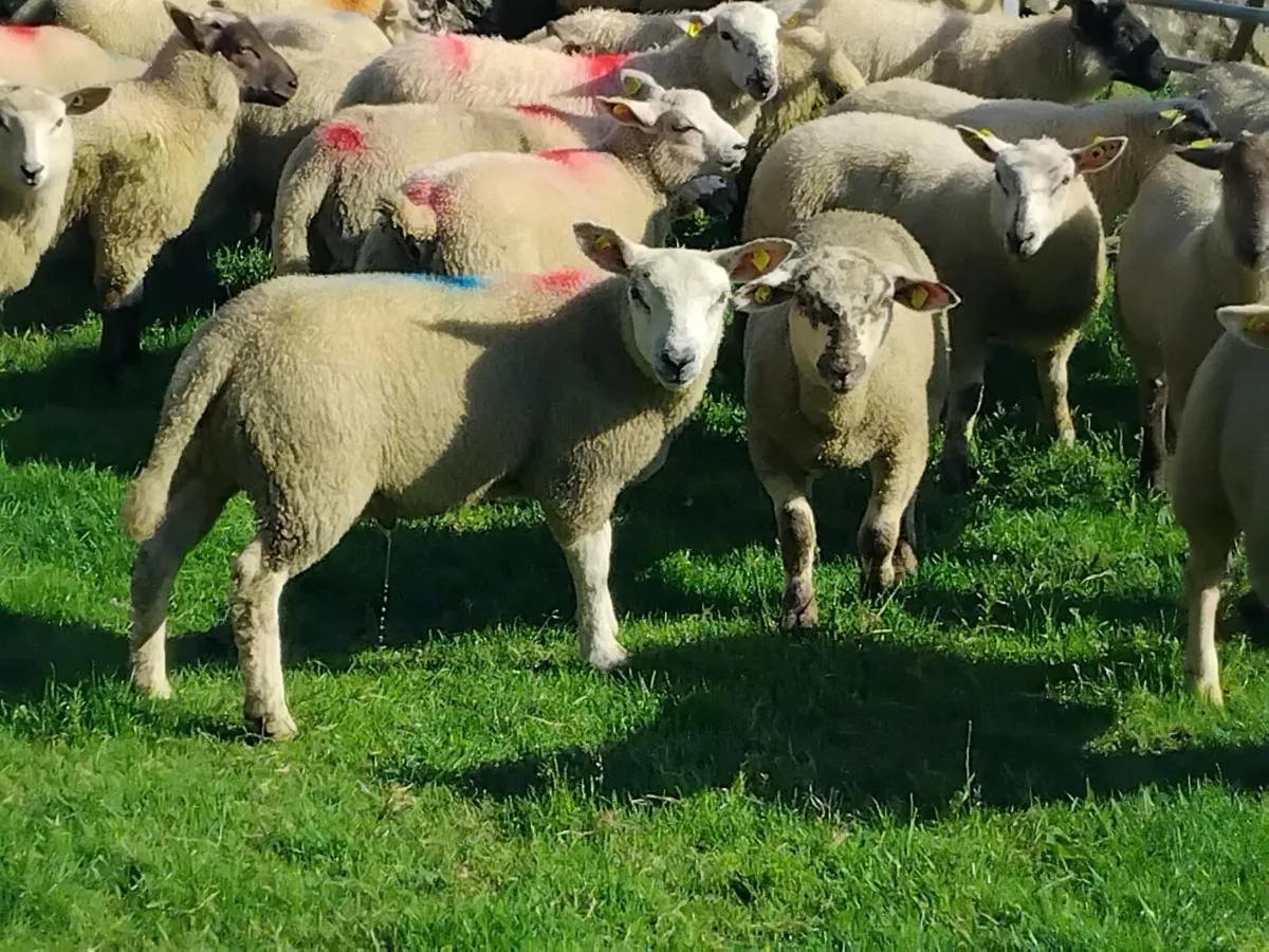 32 Ram Lambs - Image 1