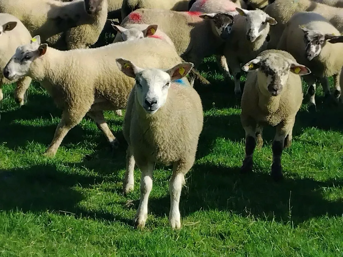 32 Ram Lambs - Image 2