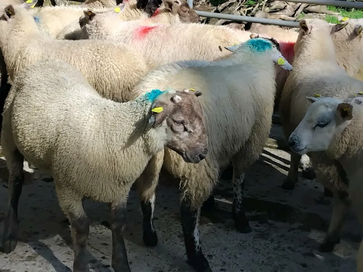 32 Ram Lambs - Image 3