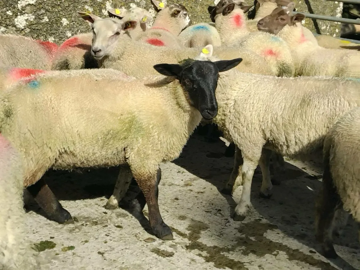 32 Ram Lambs - Image 4