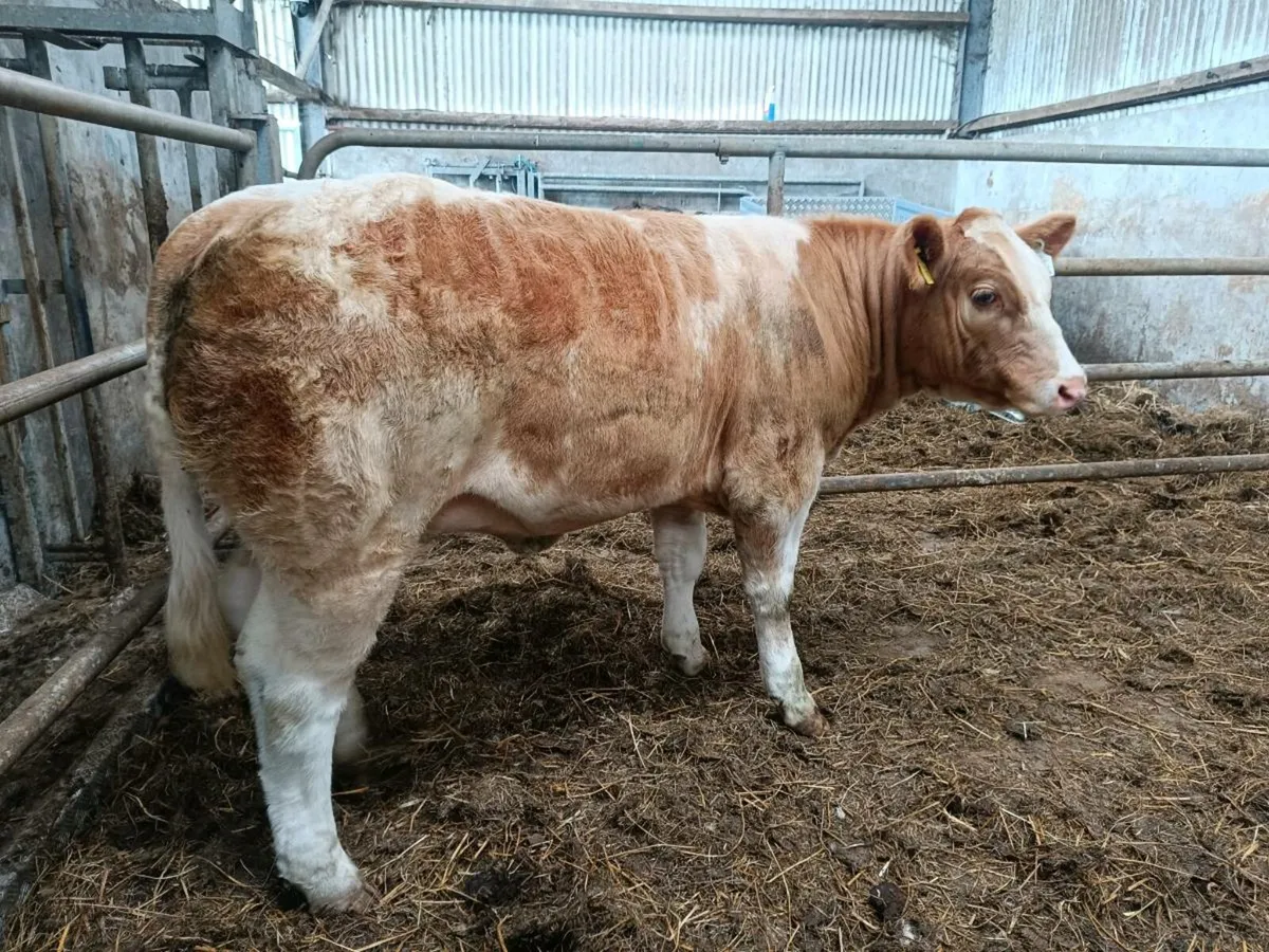 ⭐Weanling heifer ⭐ - Image 3