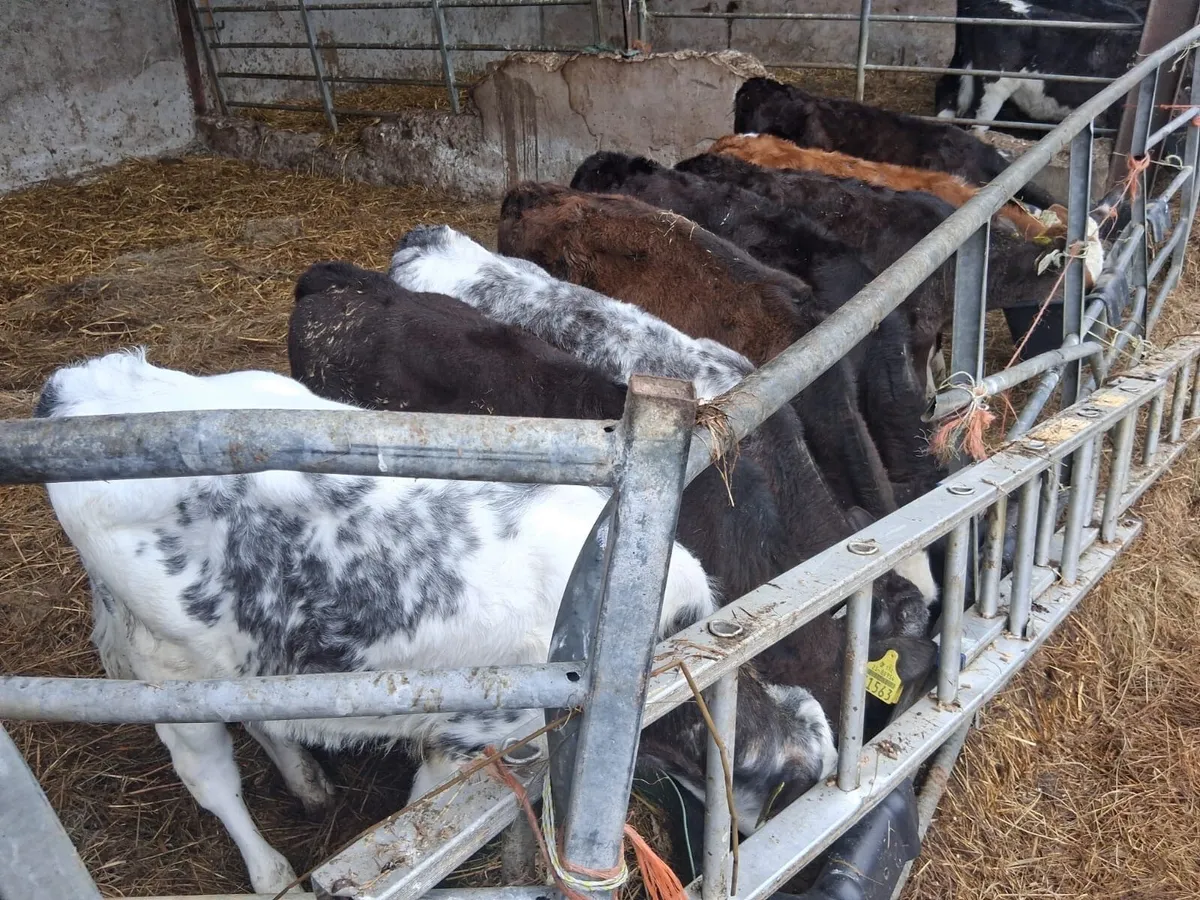 Fully reared heifer calves - Image 1