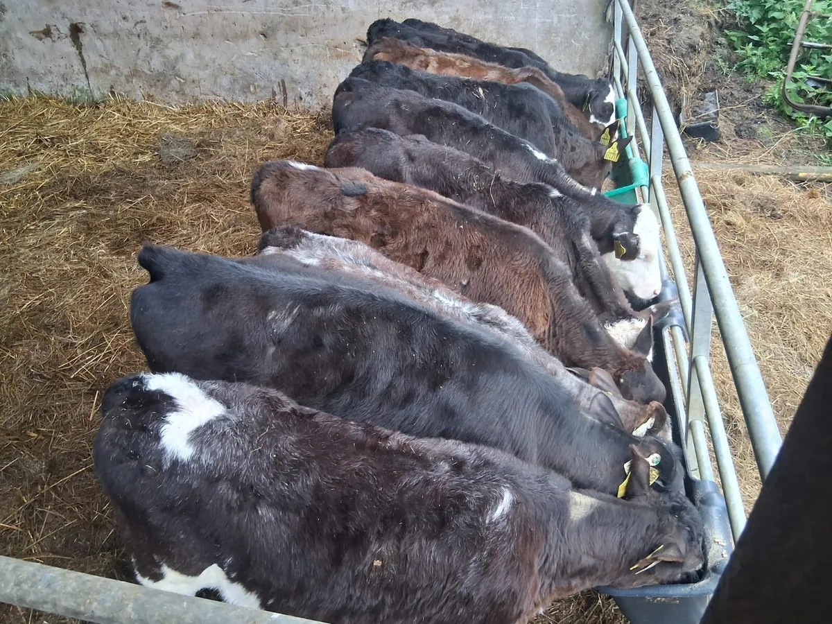Fully reared heifer calves - Image 2