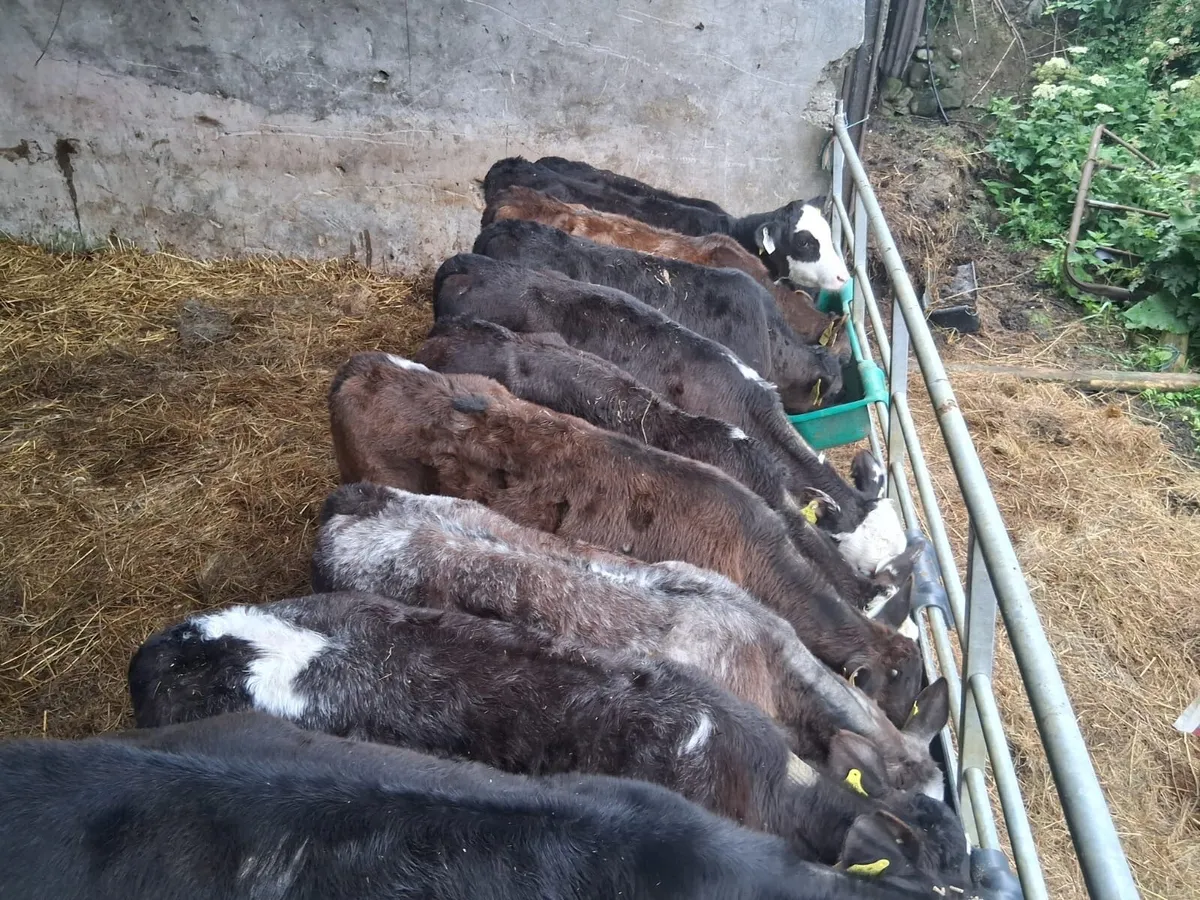 Fully reared heifer calves - Image 3