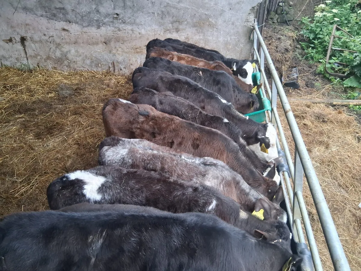 Fully reared heifer calves - Image 4
