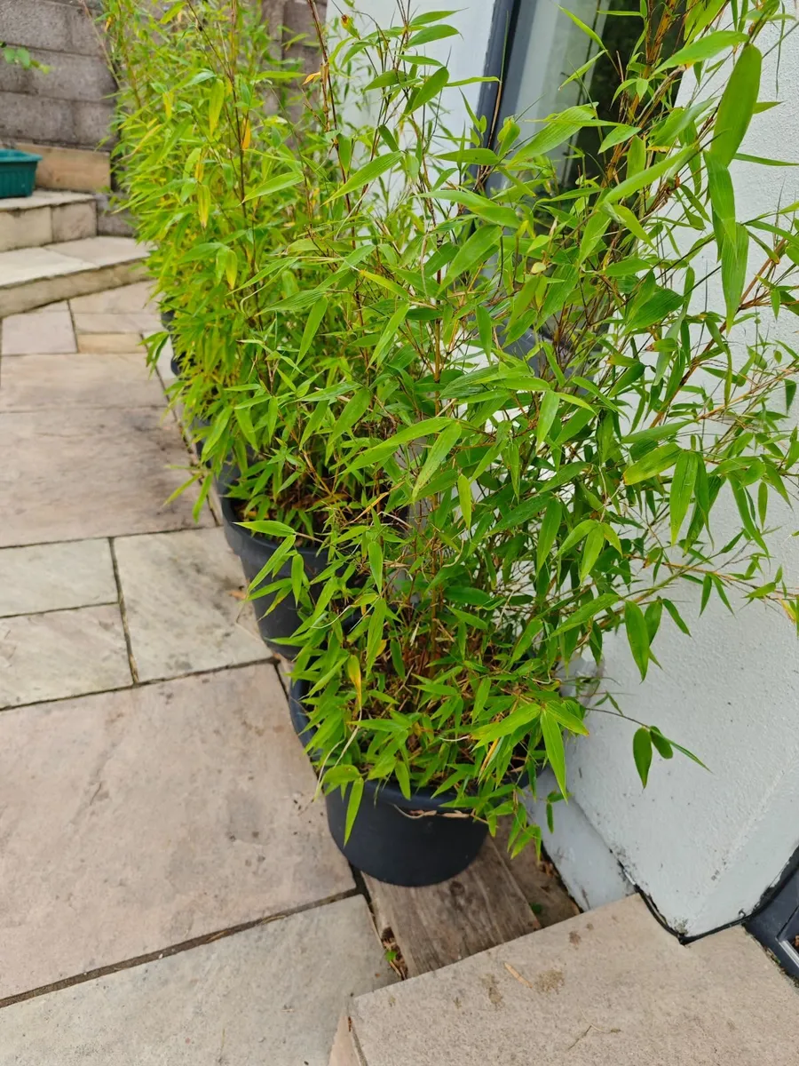Bamboo - Image 1