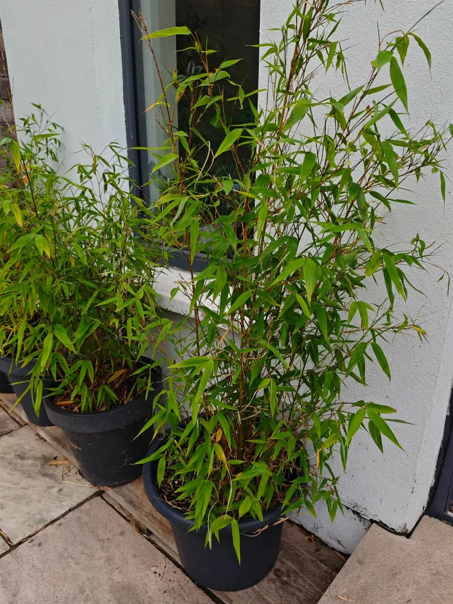 Bamboo - Image 2