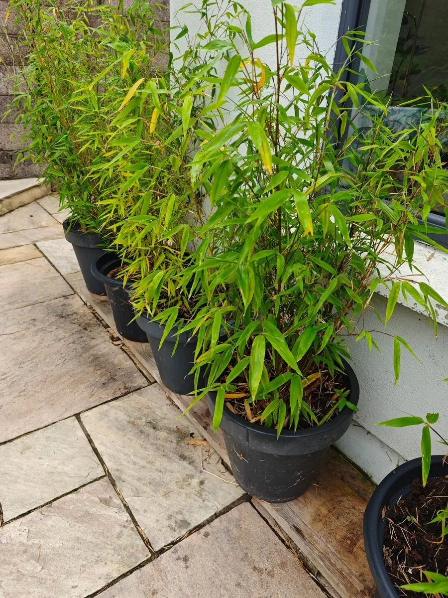 Bamboo - Image 3