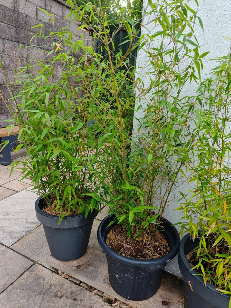Bamboo - Image 4