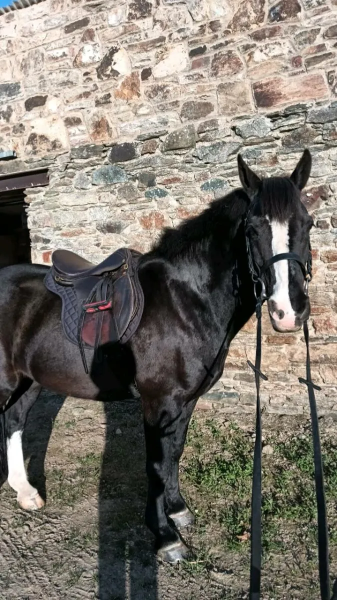 Horse for sale - Image 1