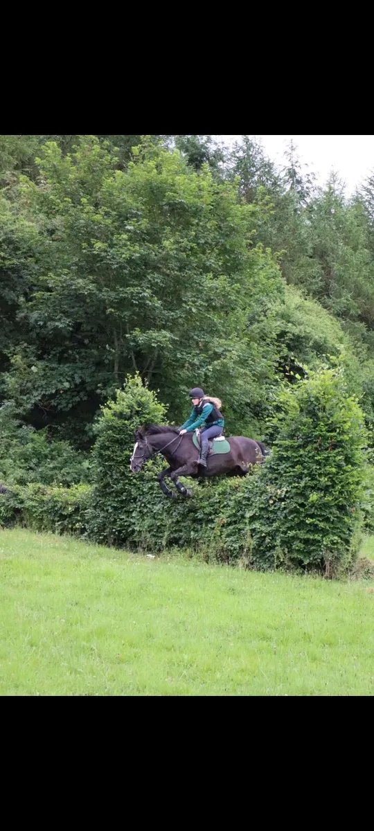 Horse for sale - Image 2