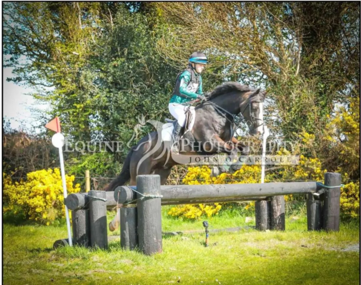 Horse for sale - Image 3
