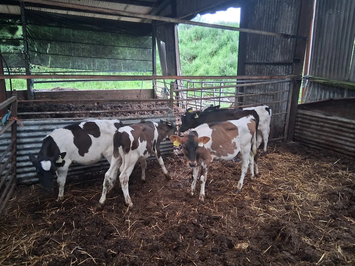 Reared freison heifer calves - Image 2