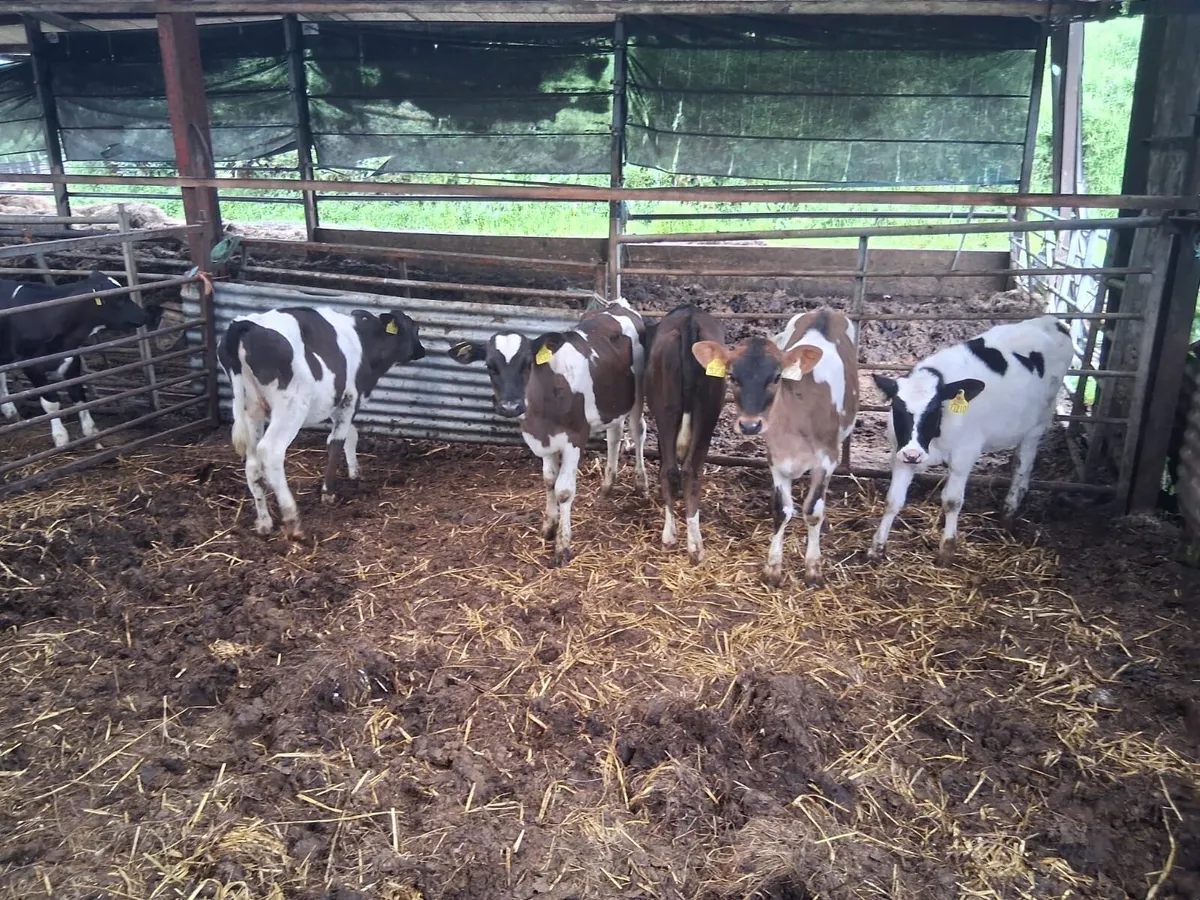 Reared freison heifer calves - Image 1