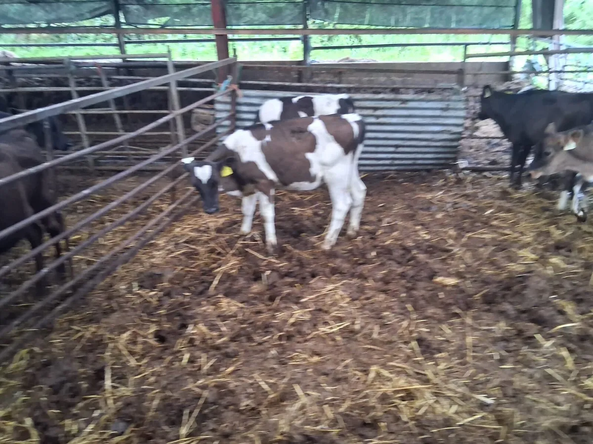 Reared freison heifer calves - Image 3