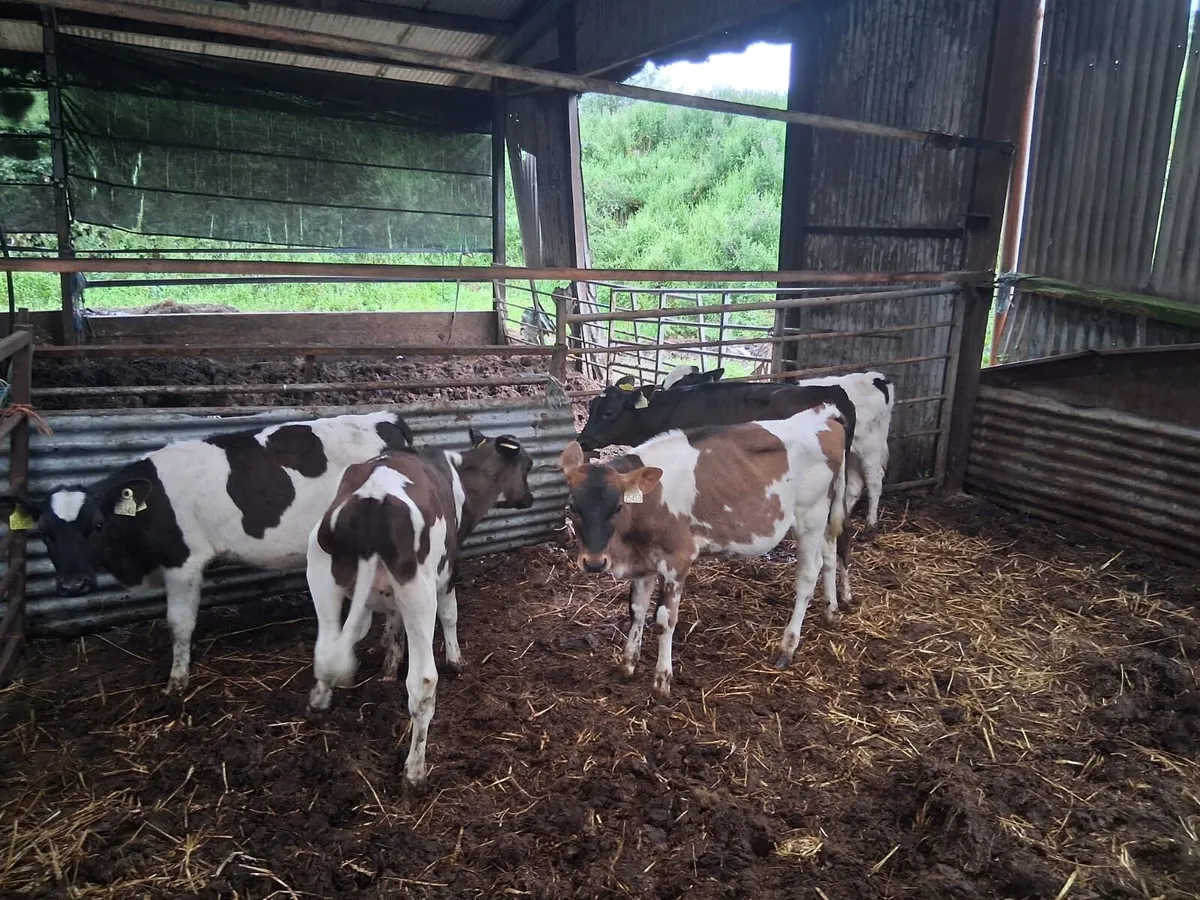 Reared freison heifer calves - Image 4