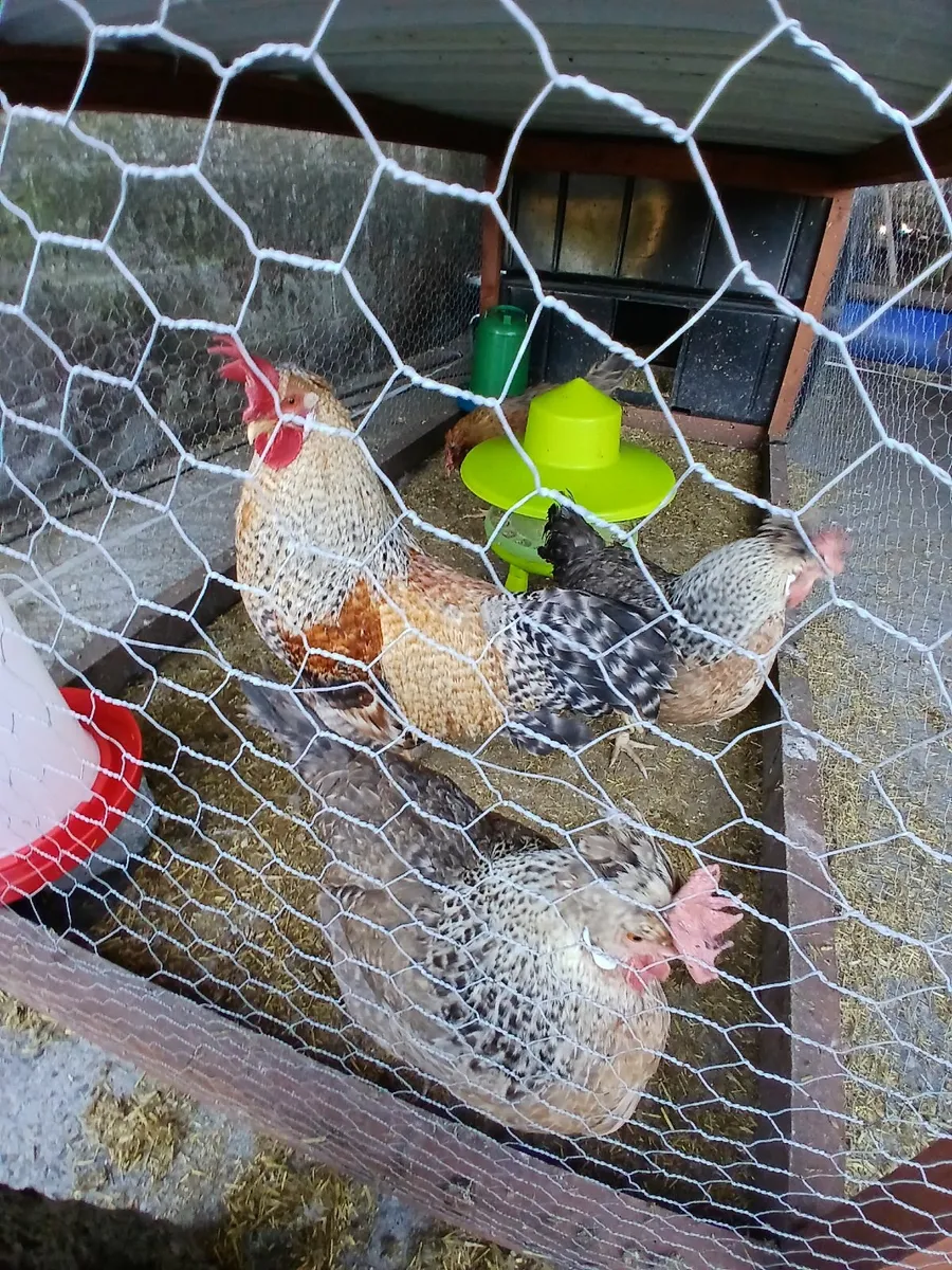 Cream crested legbar rooster and hens - Image 1