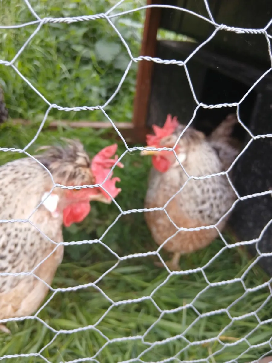 Cream crested legbar rooster and hens - Image 2