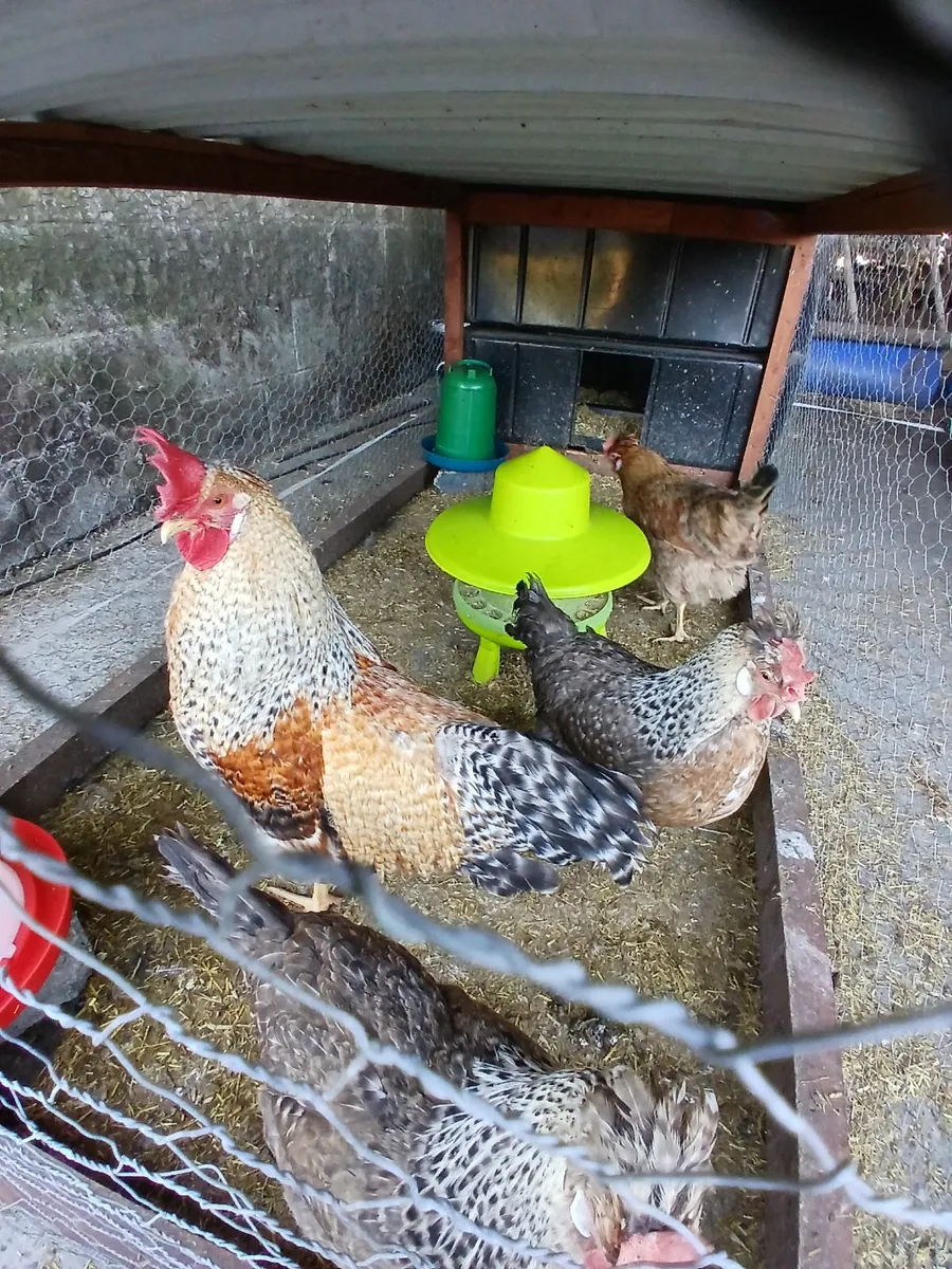 Cream crested legbar rooster and hens - Image 3