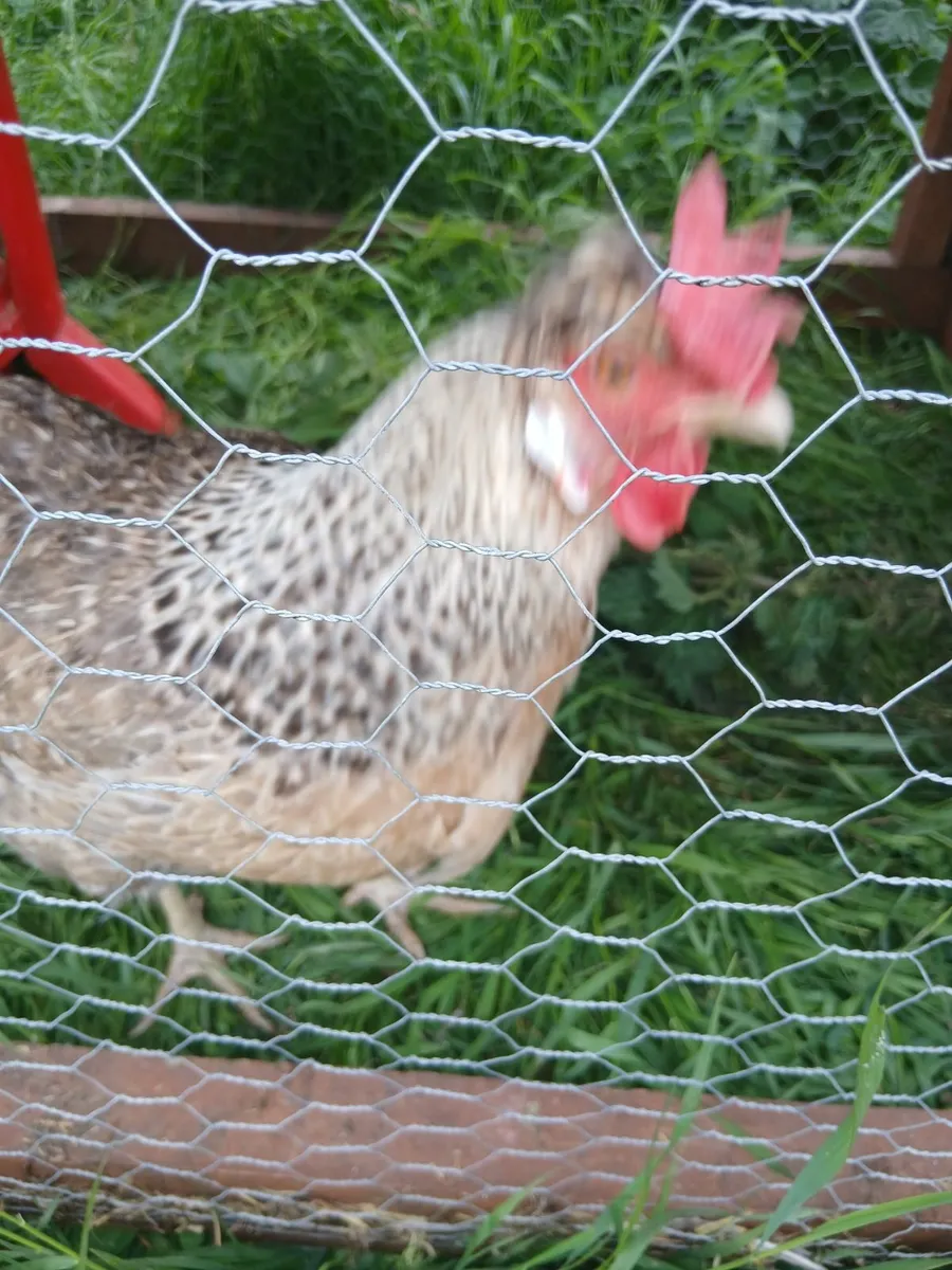 Cream crested legbar rooster and hens - Image 4