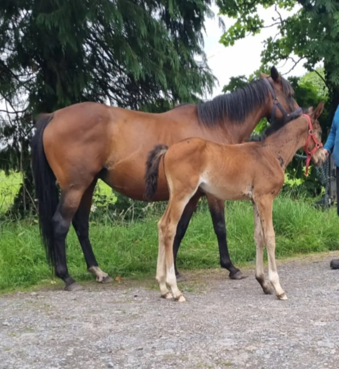 Mare and Foal - Image 1
