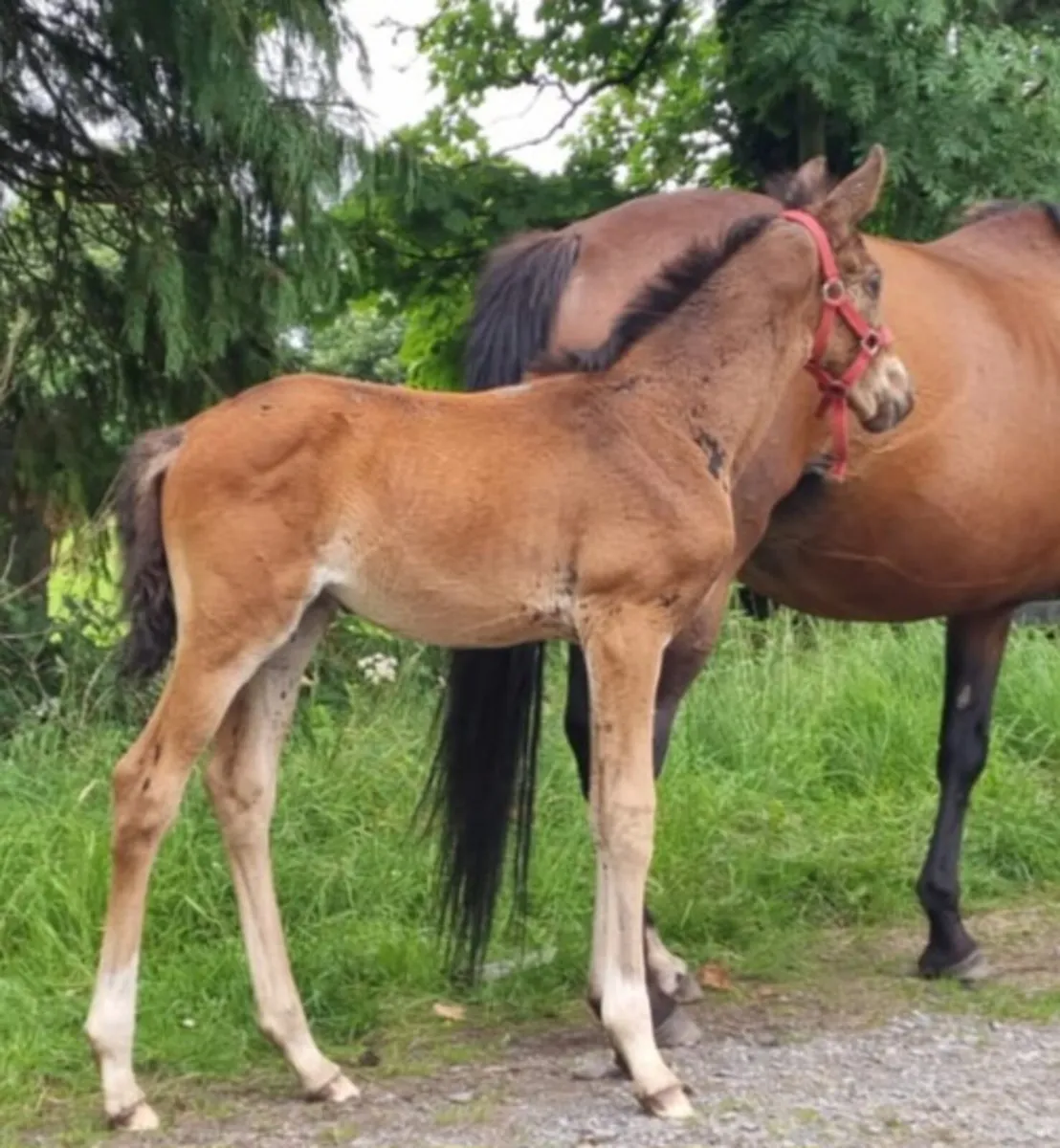 Mare and Foal - Image 2