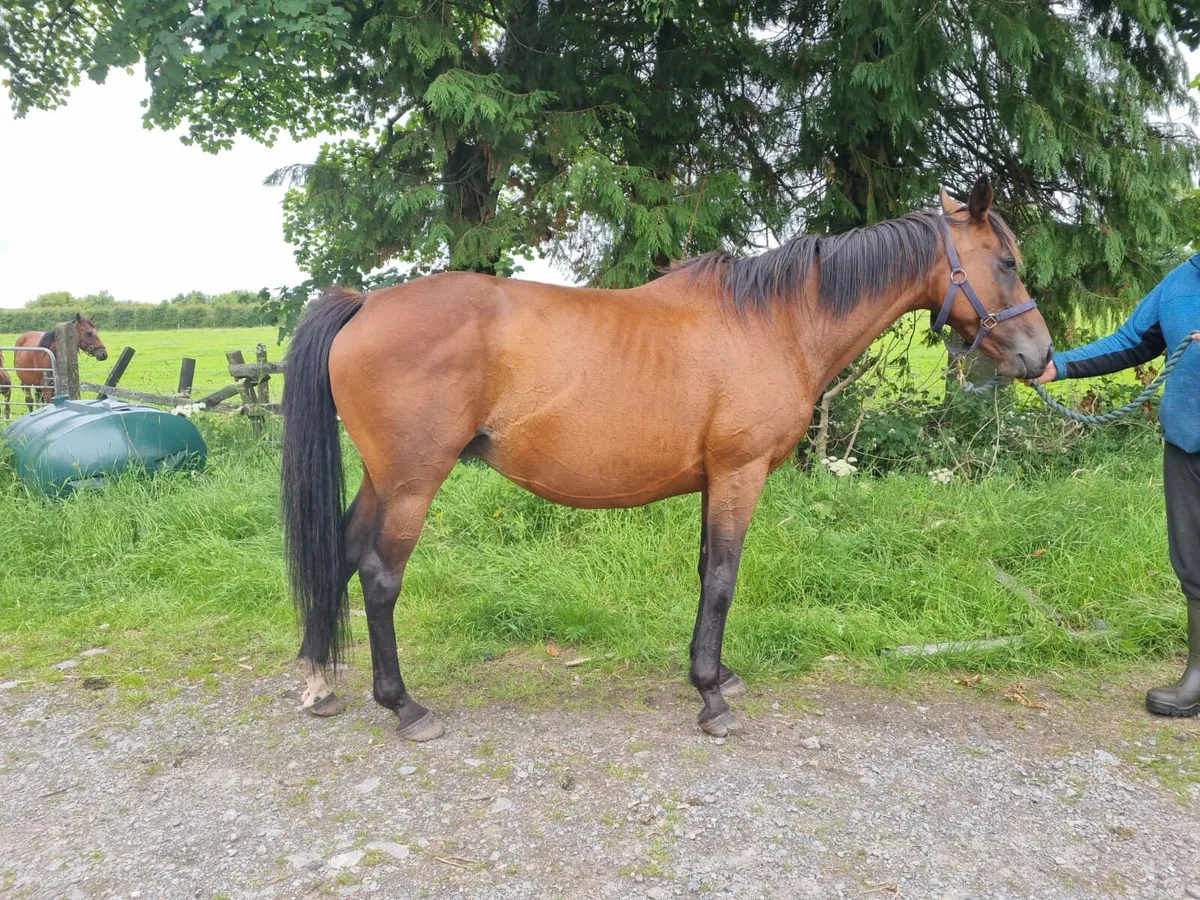 Mare and Foal - Image 3