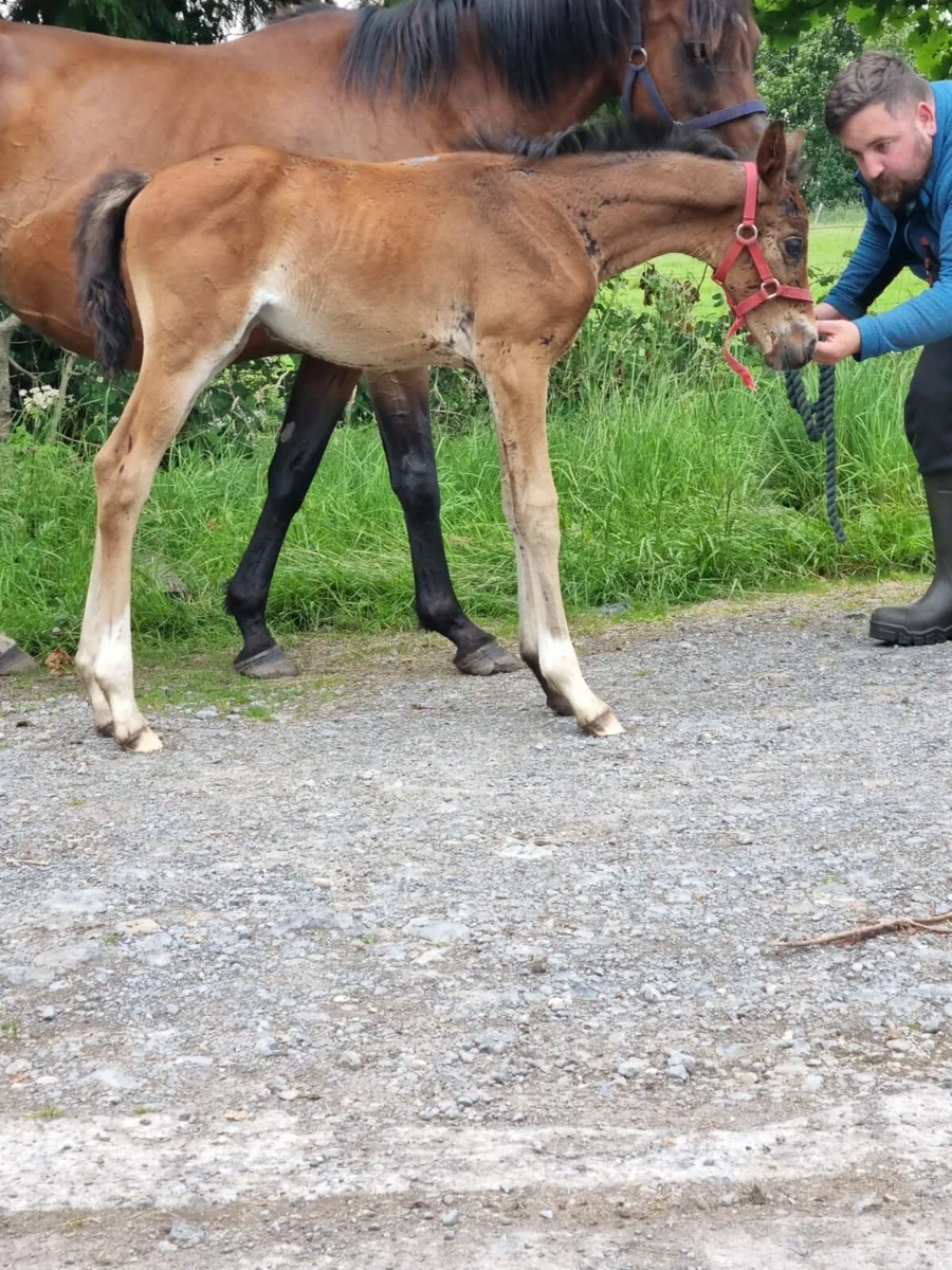Mare and Foal - Image 4
