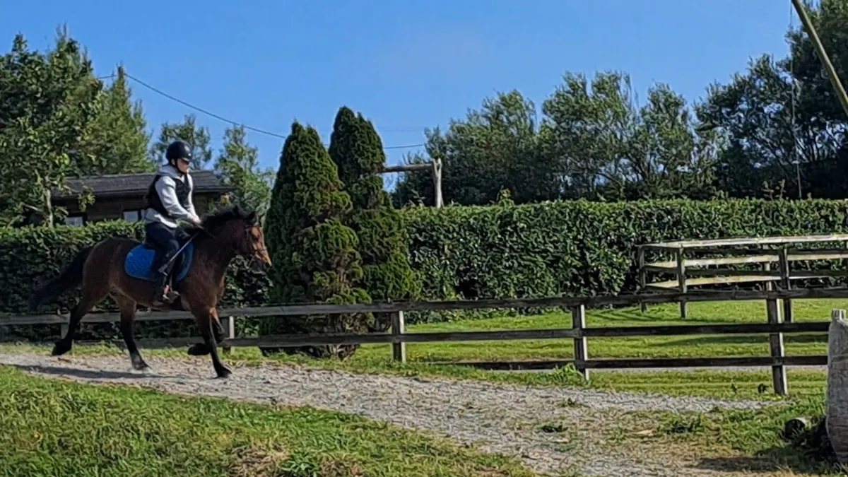Pony - Image 1