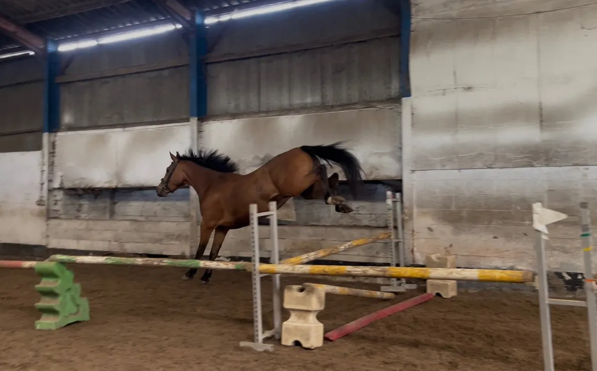 Exceptional young horse - based England - Image 2