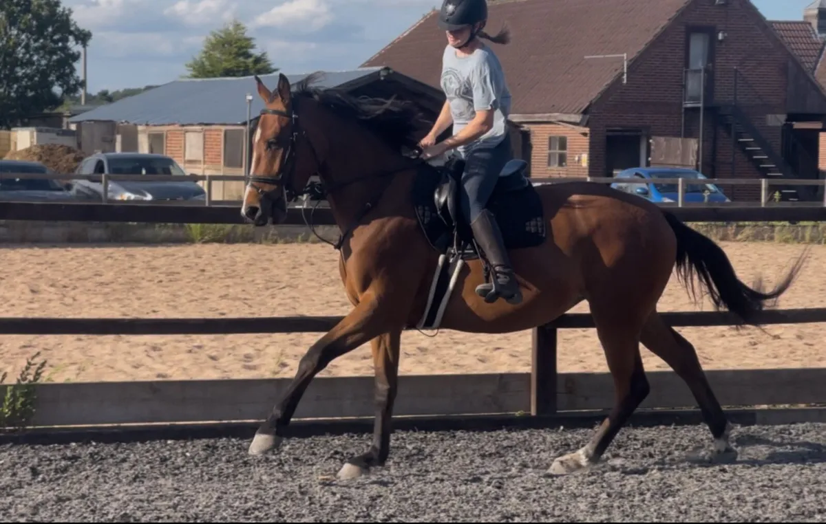 Exceptional young horse - based England - Image 1