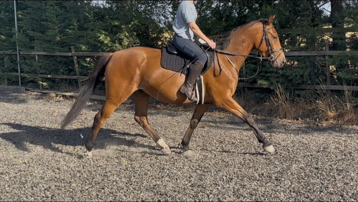 Exceptional young horse - based England - Image 3