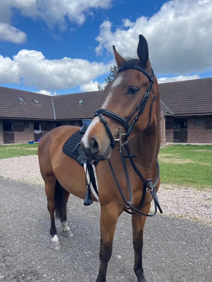 Exceptional young horse - based England - Image 4
