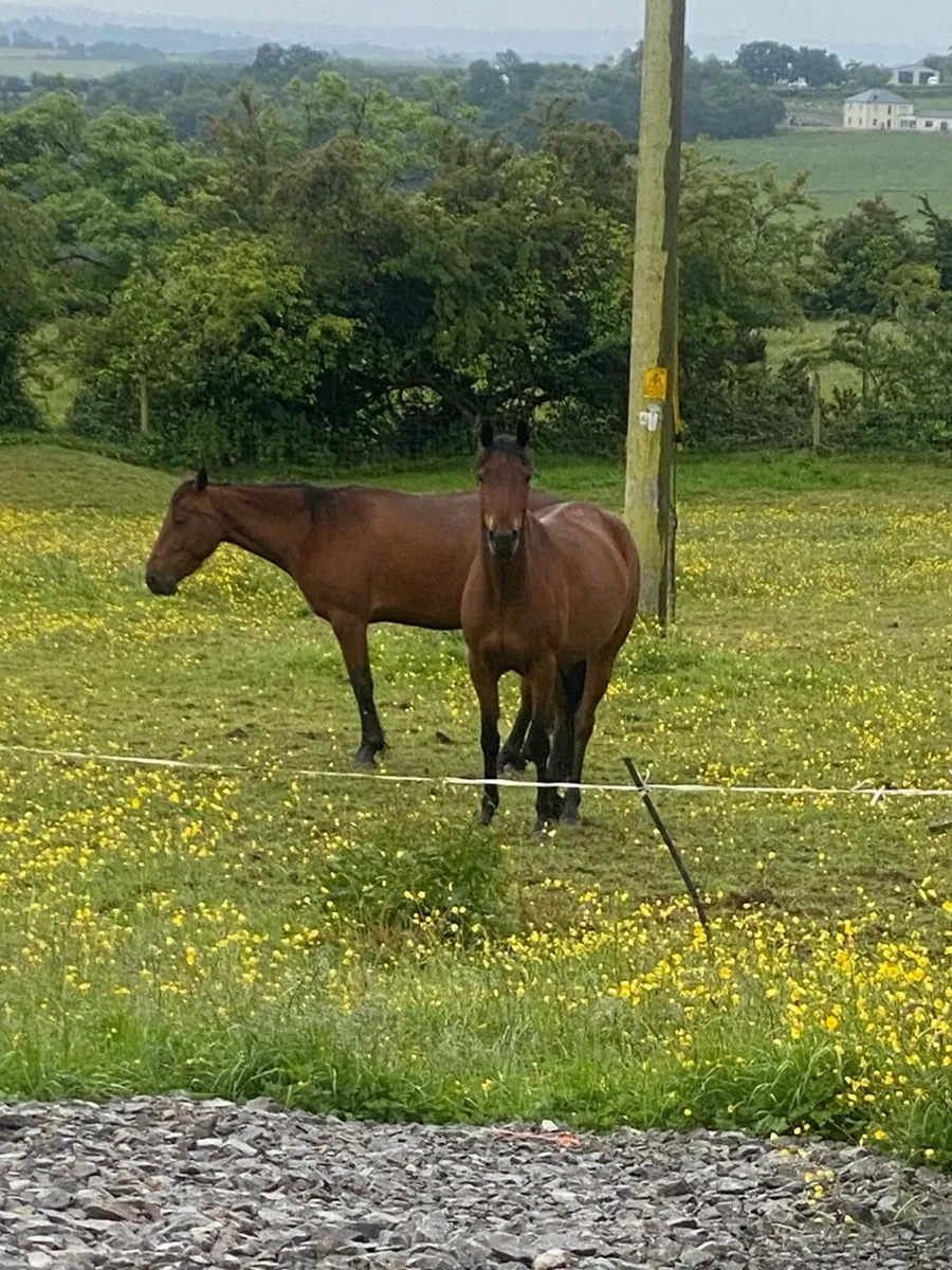 2 Lovely Ponies For Sale