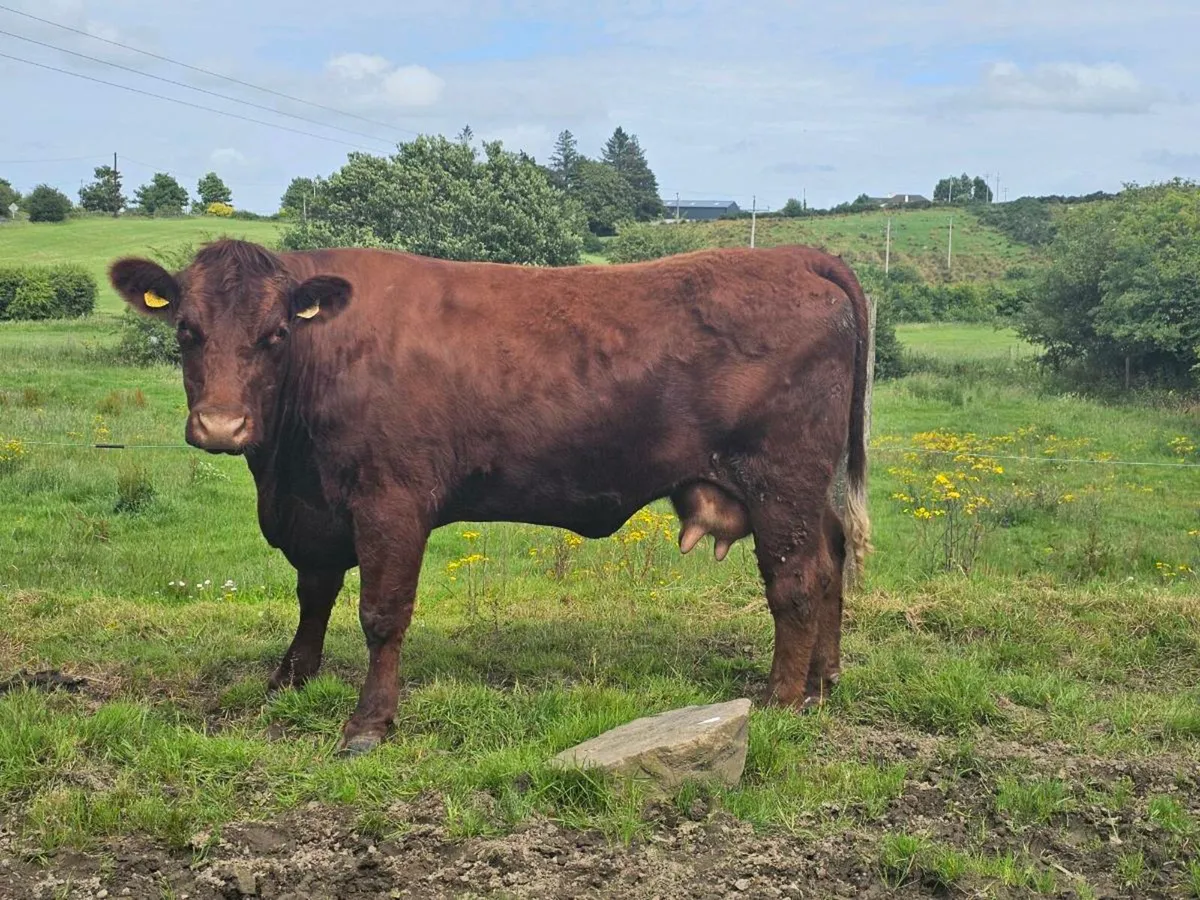 2nd calf foster cow for sale - Image 1