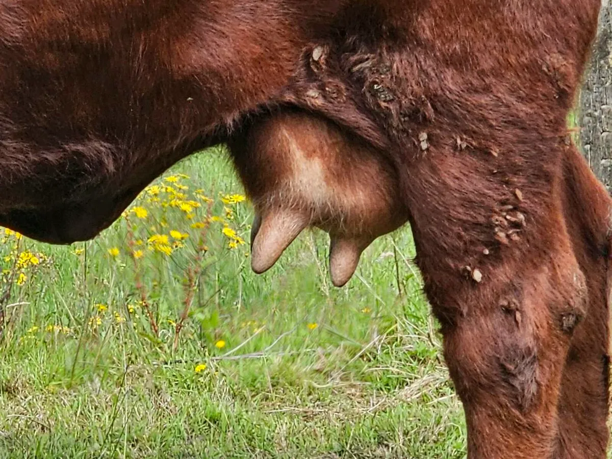 2nd calf foster cow for sale - Image 2