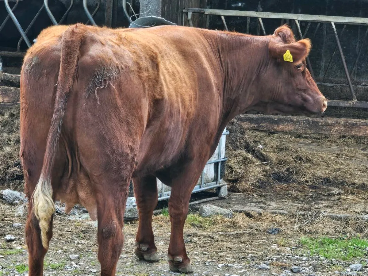2nd calf foster cow for sale - Image 3