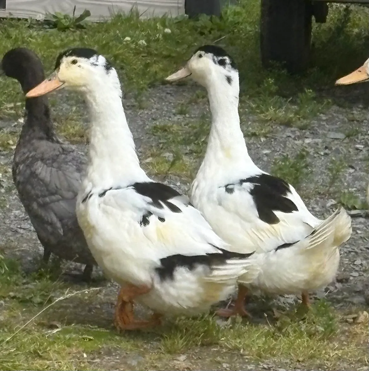 Young drake male ducks ducklings