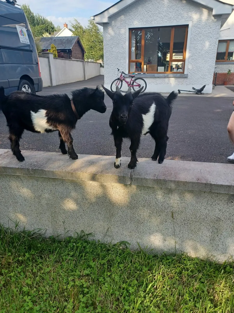 Pygmy goats - Image 1