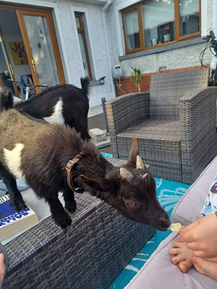 Pygmy goats - Image 2